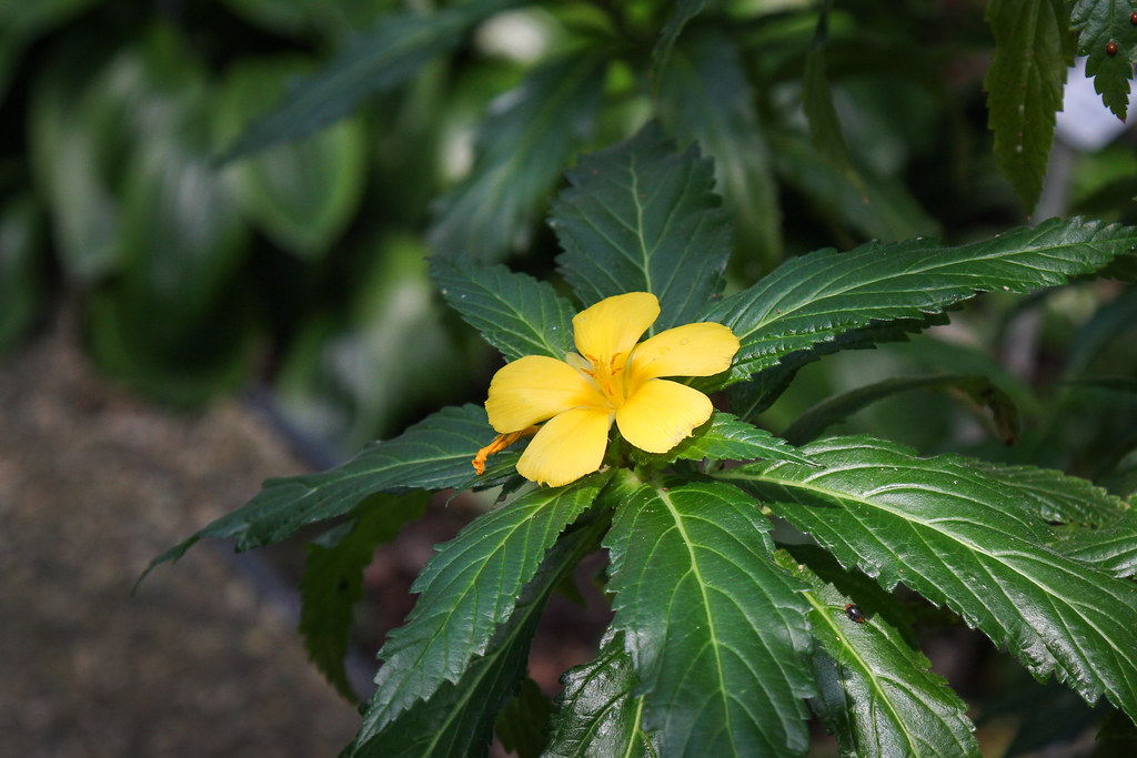 The Health Benefits Of Damiana a Natural Libido Booster