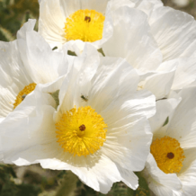 images/productimages/small/prickly-poppy-seeds-flower.png