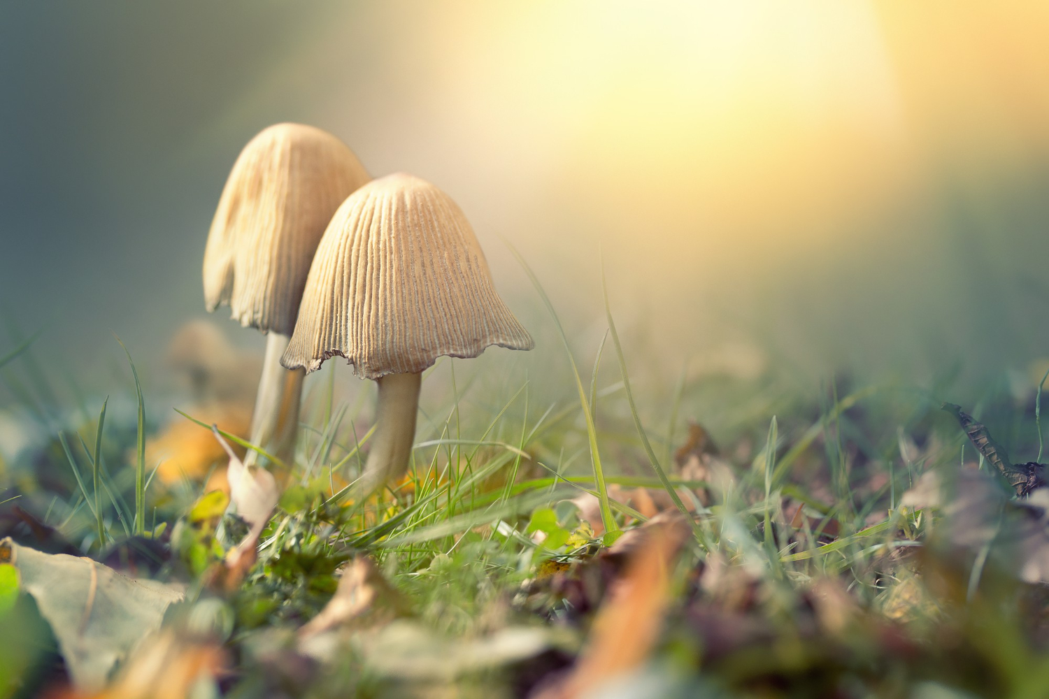 The origin of magic mushrooms