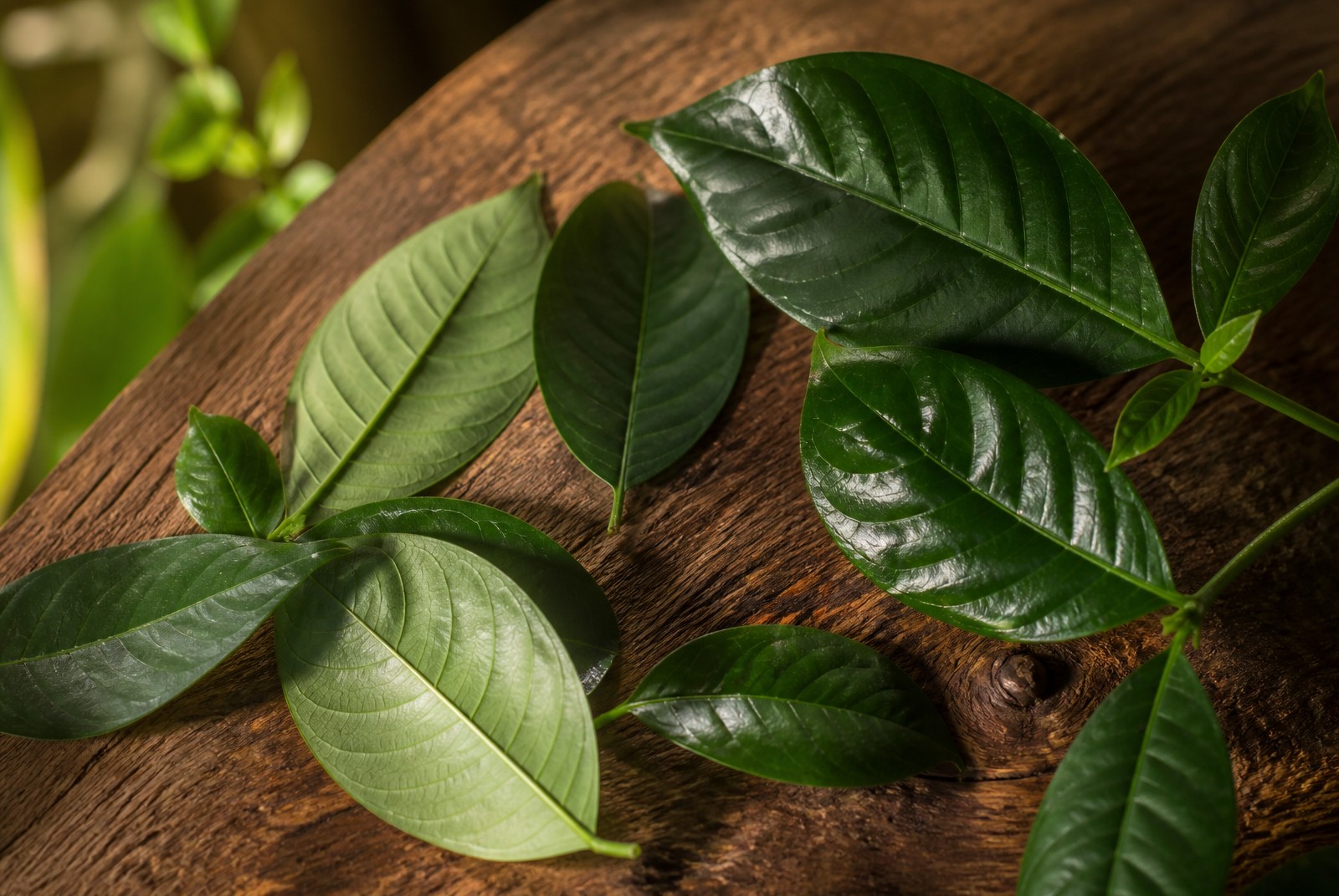 Psychotria viridis: the chacruna plant from leaf cutting to botanical collection