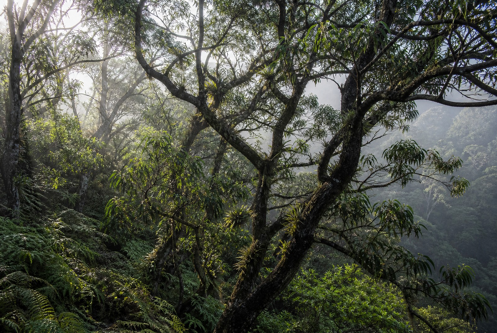 Acacia confusa: why collectors seek out Taiwanese root bark