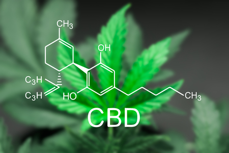 CBD VS Cannabis