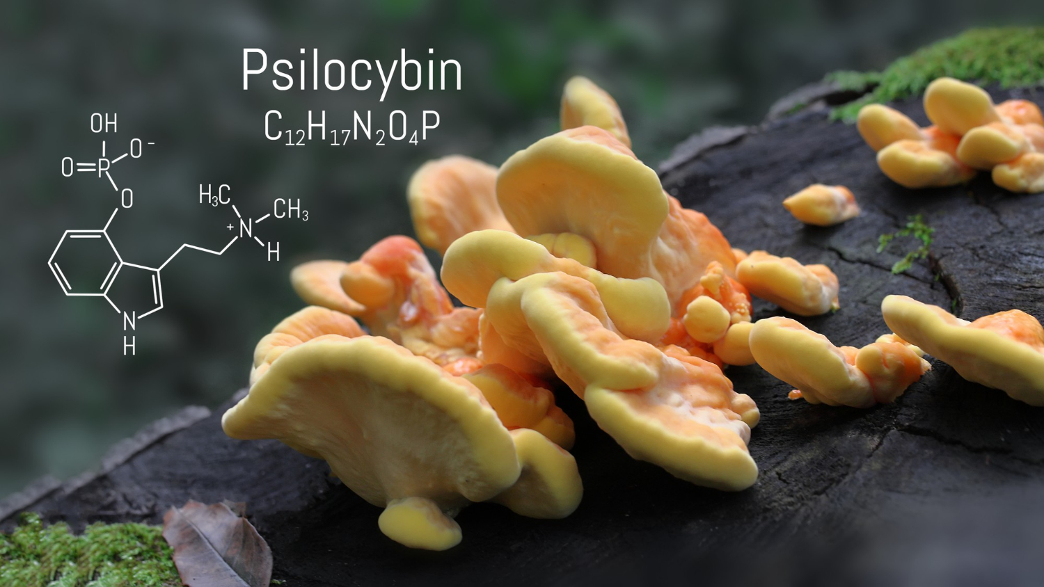 Will Europeans soon be getting sugar-turned-psilocybin as medical treatment? 