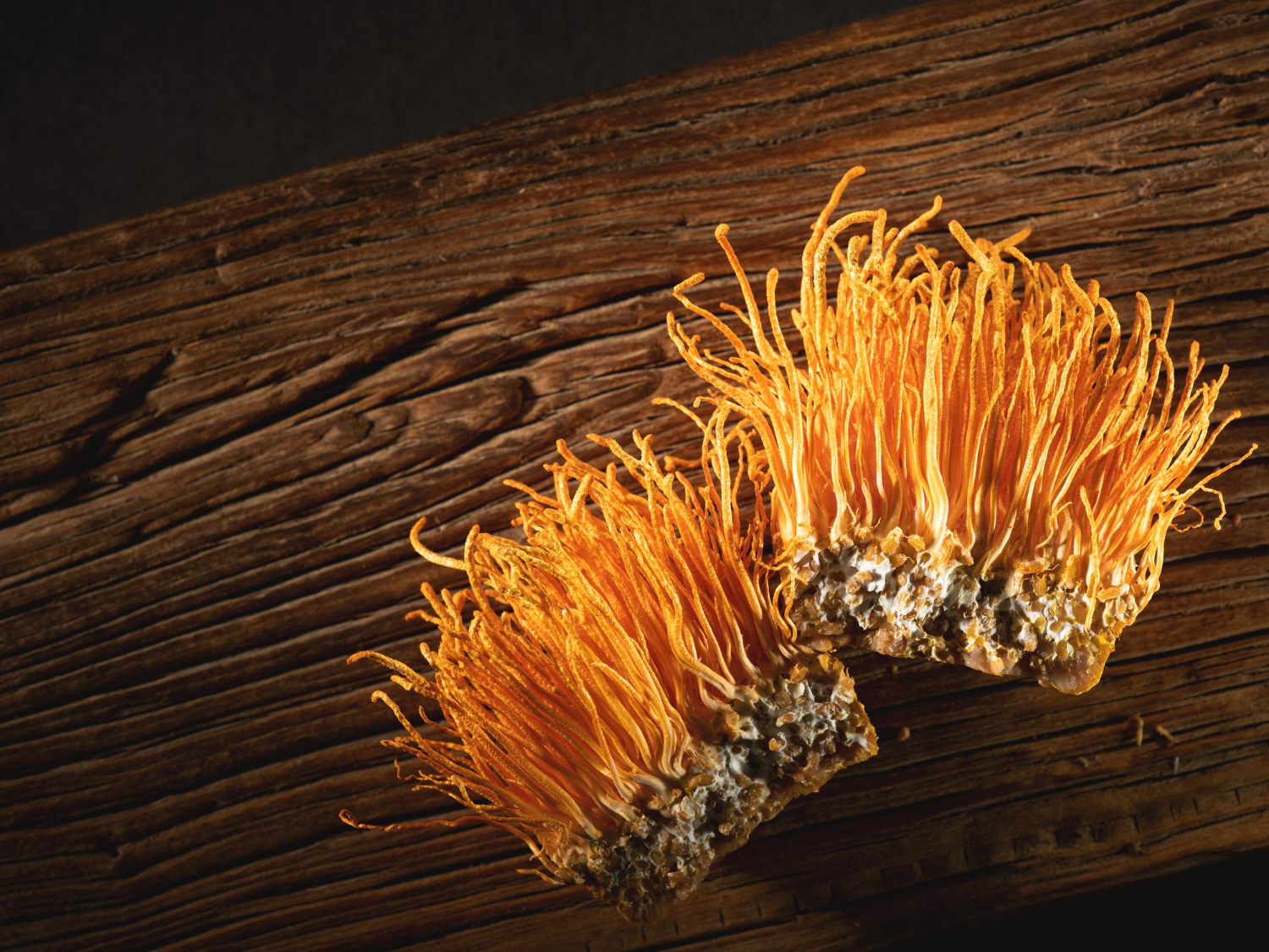 How Cordyceps, the deadly mushroom from The Last of Us, could aid your health
