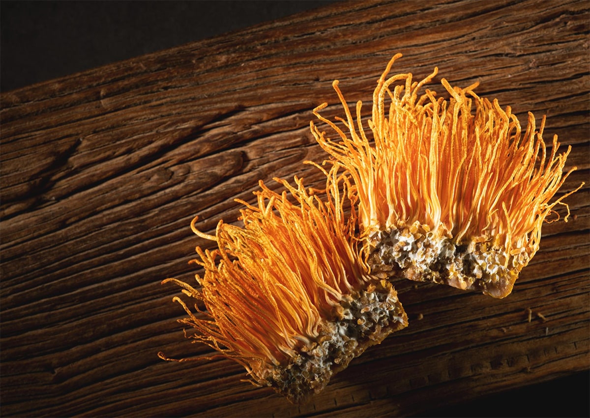How Cordyceps, the deadly mushroom from The Last of Us, could aid your health