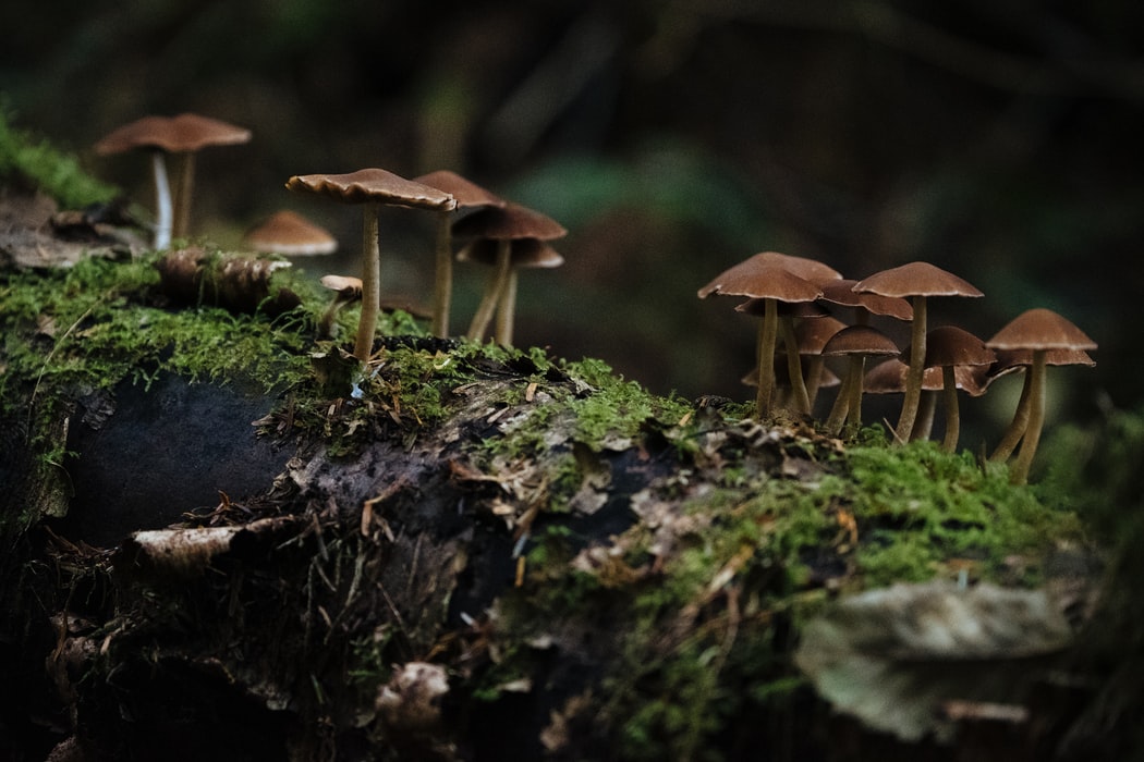 dry magic mushrooms