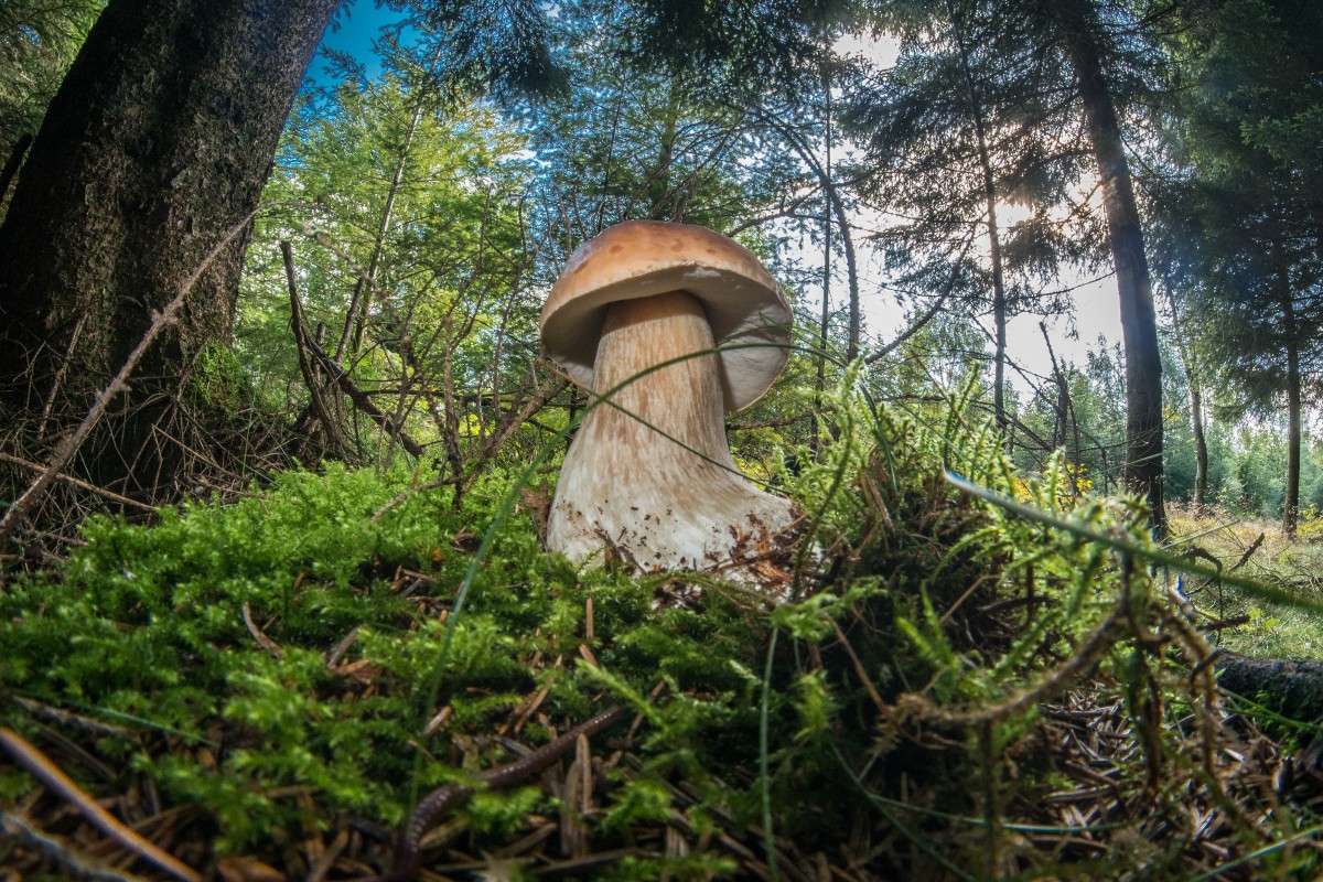 The Biggest Differences Between Magic Mushrooms And Magic Truffles