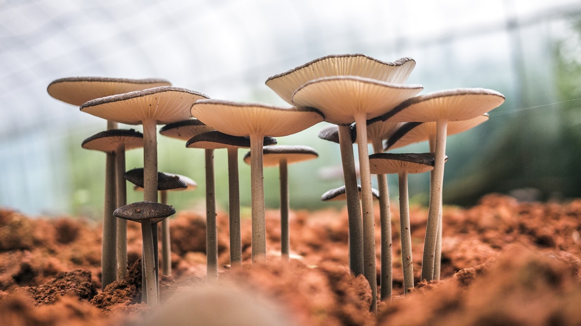 How could magic mushrooms help fight depression?