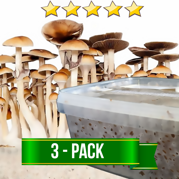 3 Mushroom Grow Kits Combo Avalon Magic Plants