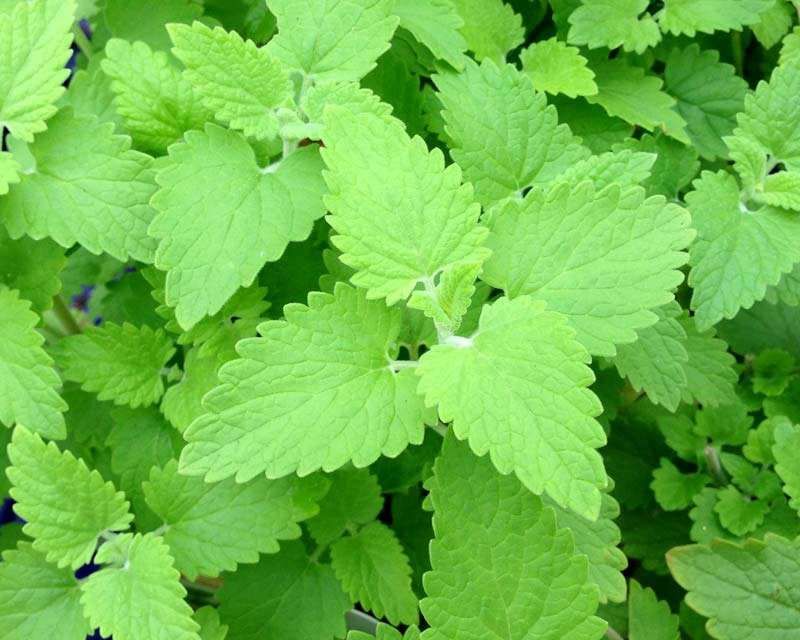 Nepeta cataria 20 seeds Catmint ""