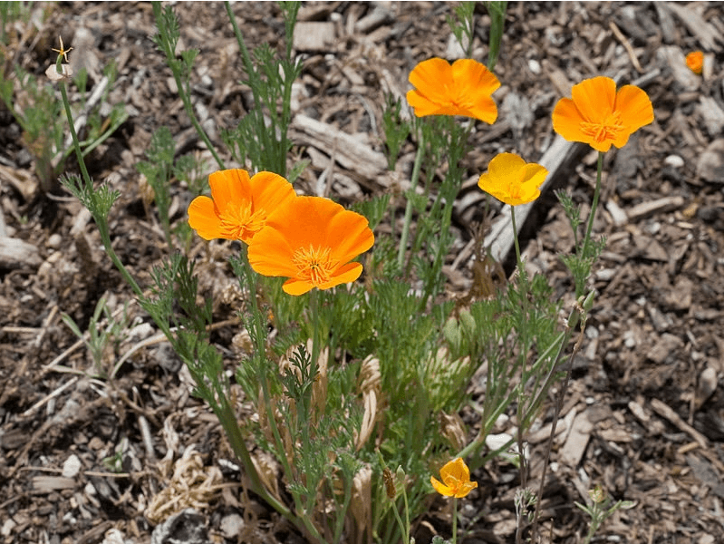 Escholzia Californica ( Californica Poppy) 20 Samen