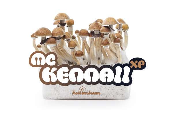 McKennaii FreshMushrooms Mushroom Growth Kit 1200cc