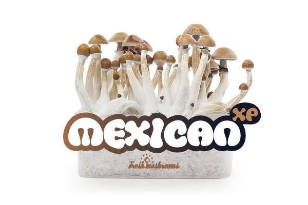 Mexican FreshMushrooms Mushroom Grow Kit 1200cc