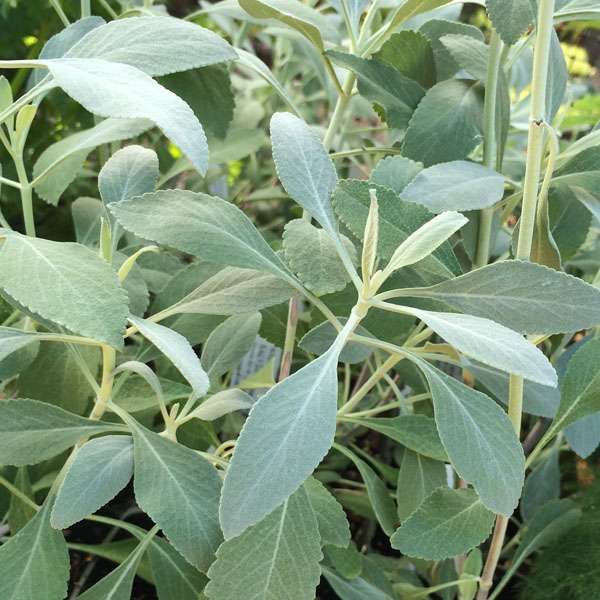 Salvia apiana - 20 samen