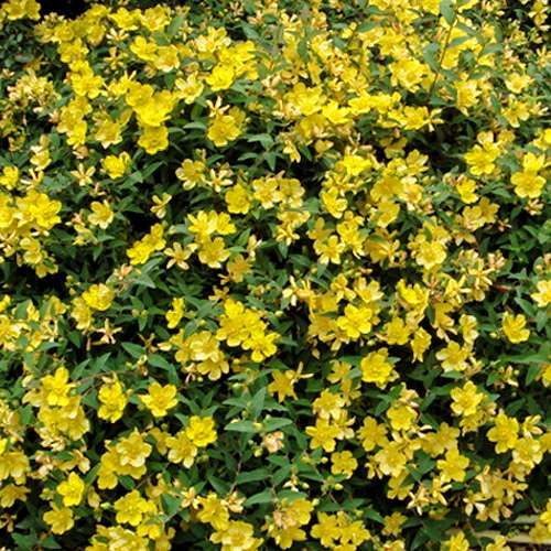 Hypericum perforatum 20 seeds - St John's Worth