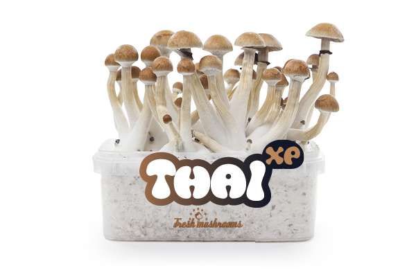 Thai FreshMushrooms Mushroom Grow Kit 1200cc