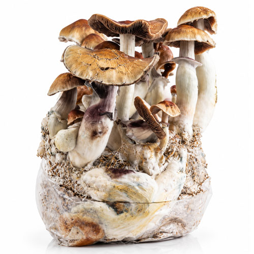 Golden Teacher XXL Ready to Grow Bag 2100g
