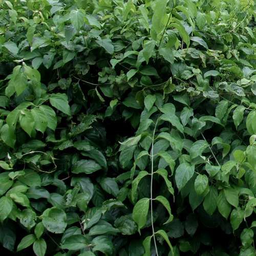 Banisteriopsis Caapi Ayahuasca 5 Seeds Avalon Magic Plants