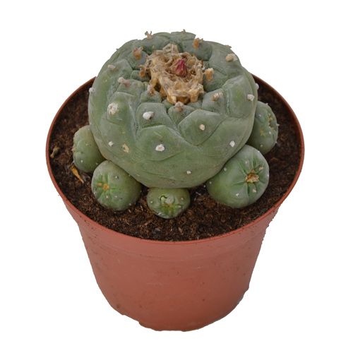 Peyote Decipiens 45 cm Avalon Magic Plants