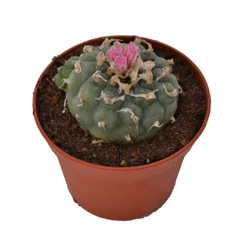 Peyote Decipiens 45 cm Avalon Magic Plants