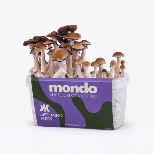 Jedi Mind Fuck - 1200cc magic mushroom grow kit