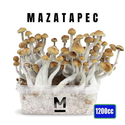 Mazatapec Magic Mushroom Grow Kit - 1200cc