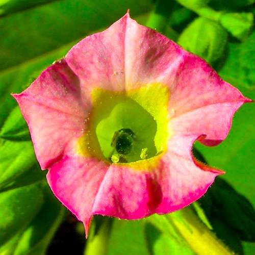 Nicotiana Tabacum 20 Seeds