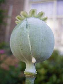 Alcaloïdes de l'opium dans les graines de pavot : mise à jour de l