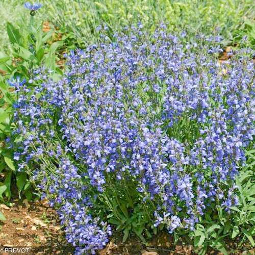 Salvia Officinalis - 20 samen