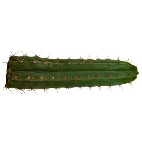 Macrogonus - Trichocereus macrogonus