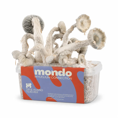 True Albino Teacher - 1200cc magic mushroom grow kit