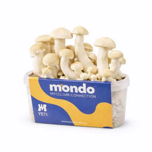 Yeti - 1200cc magic mushroom grow kit