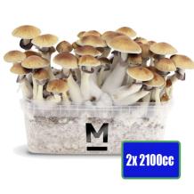 images/productimages/small/2x-xl-magic-mushroom-growkit.jpg