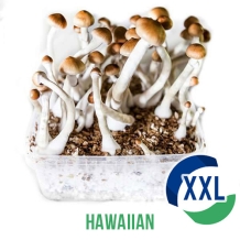 Online Smartshop Avalon Magic Plants Your 1 Magic Superstore