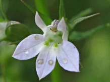 images/productimages/small/indian-tobacco-lobelia-inflata.jpg