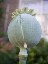 images/productimages/small/papaver.jpg