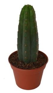 san pedro cactus