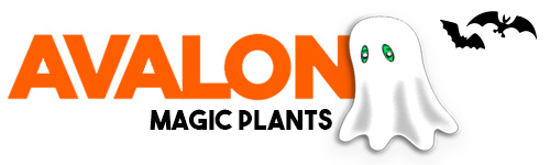 The remarkable origin of magic mushrooms | Avalon Magic Plants